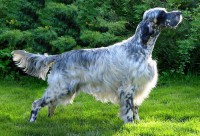 /album/krisztinakutyakozmetika/a1295542487-159511121-1-fotok-kutyakozmetika-veszpremben-jpg/